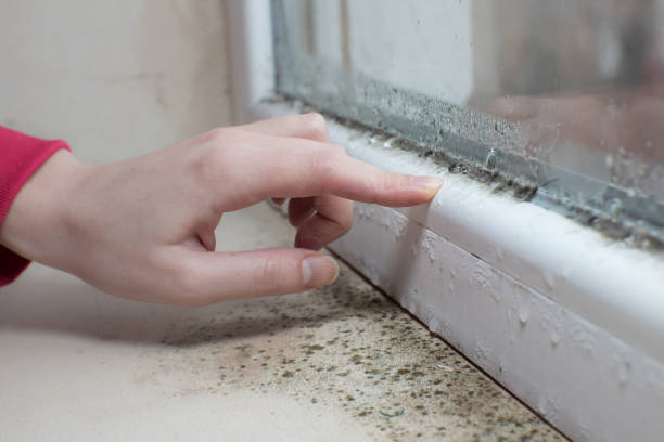 Best Dehumidification Services  in Hayfork, CA